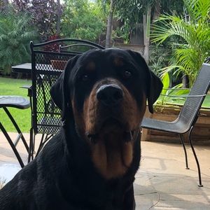 Meet your Posher, Royce